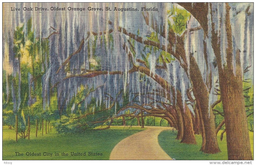 Live Oak Drive. Oldest Orange Grove. St. Augustine  Florida.  A-2593 - St Augustine