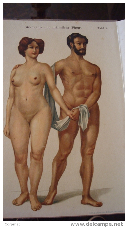 MANN Und WEIB - Gegenúberstellung Des Männlíchen U. Weib - Ausklappbare Buch 8 Seiten 16 X 22, 5 Cm - C/1900´s - Gezondheid & Medicijnen