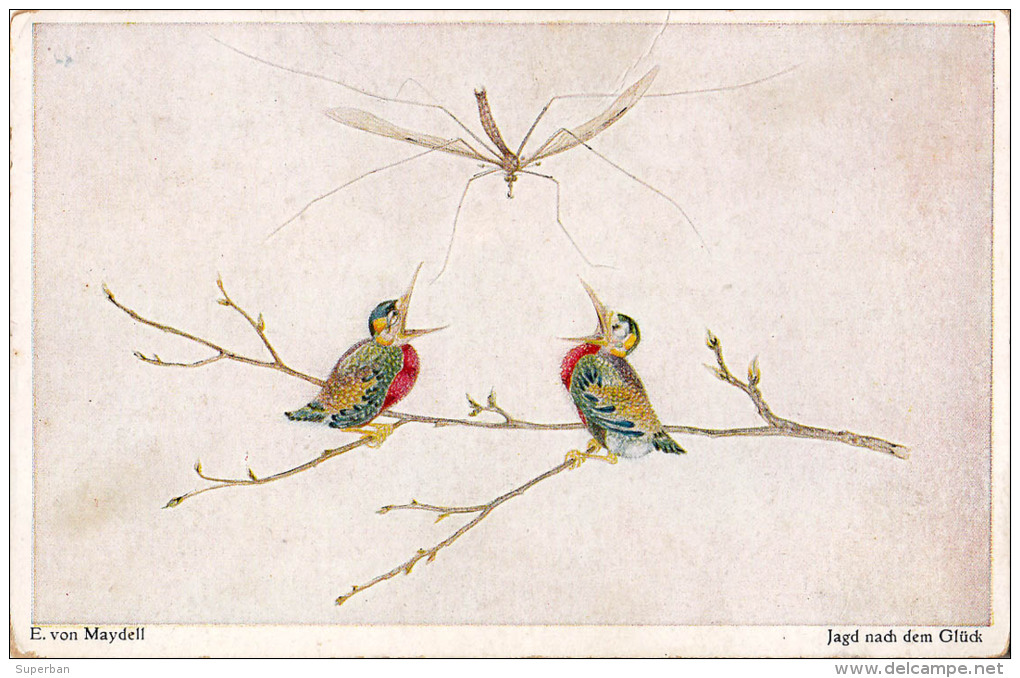 OISEAUX Et MOUSTIQUE / MOSQUITO [ PALUDISME ? MALARIA ? ] - ILLUSTRATION : E. Von MAYDELL ~ 1910 (o-104) - Insetti