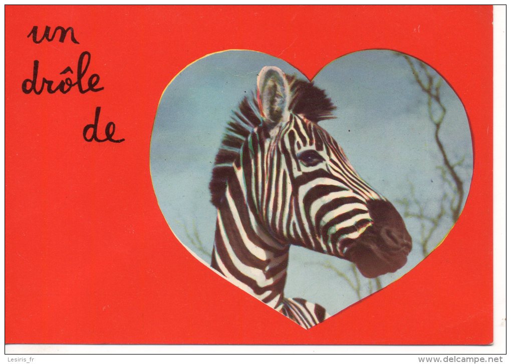 CP - UN DROLE DE ZEBRE - HUMOUR BETE - 687 - BORDE - Zebra's