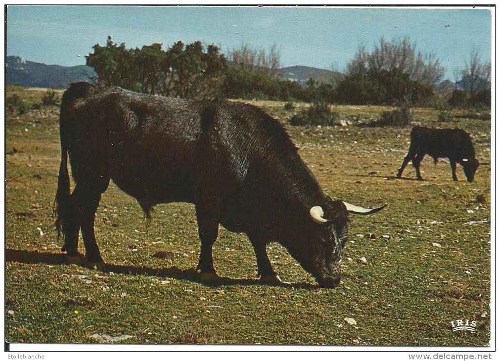 Taureau Noir / France / En Camargue Avec Les Gardians / Bulls In Freedom / Freie Stiere - Bull
