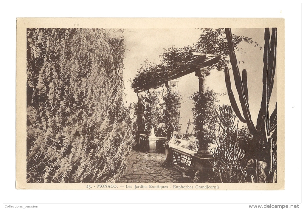 Cp, Monaco, Les Jardins Exotiques, Euphorbes Grandicornis, écrite 1938 - Jardin Exotique