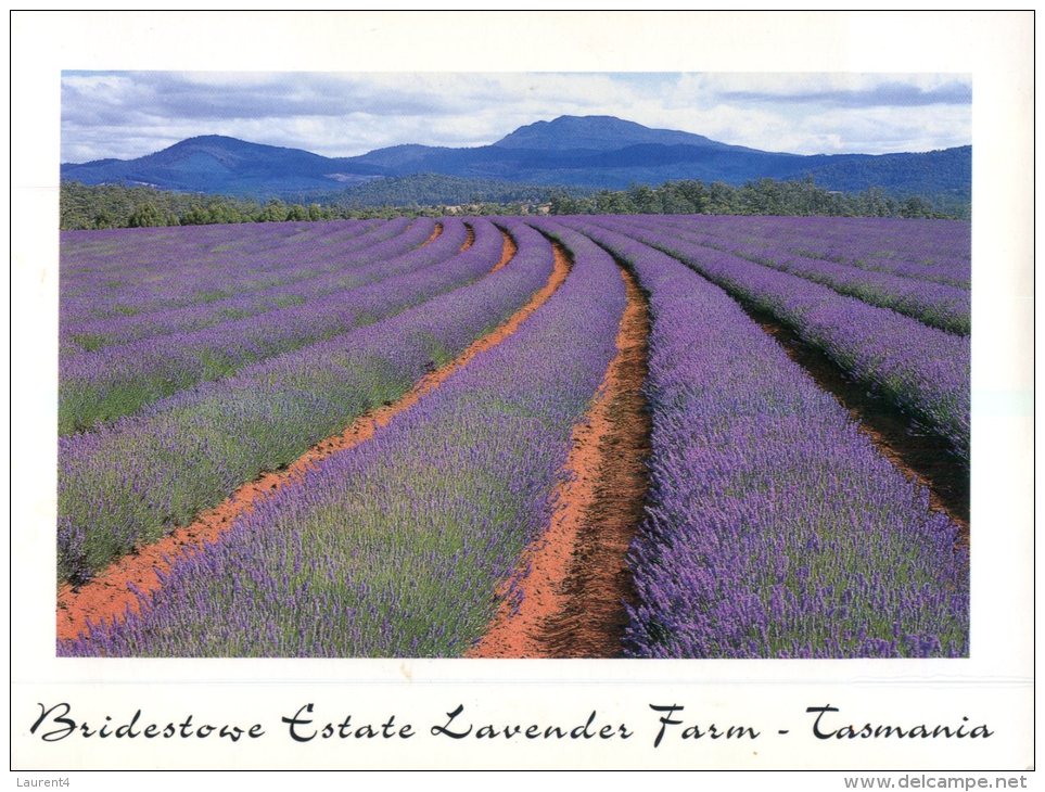 (118) Australia - TAS - Lavender Farm - Otros & Sin Clasificación