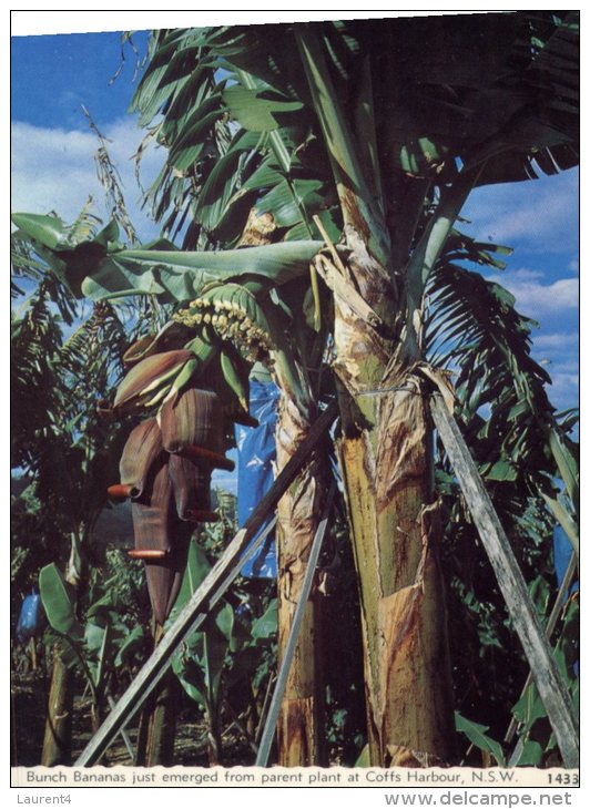 (975) Australia - NSW - Coffs Harbour Bananas - Coffs Harbour