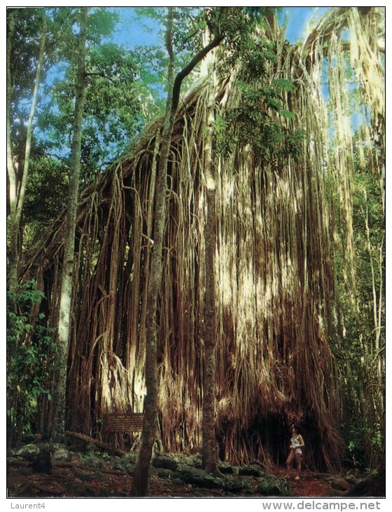 (975) Australia - QLD - Fig Trees - Atherton Tablelands