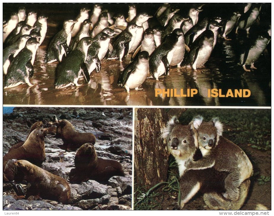 (302) Australia - VIC - Phillip Island - Koala, Seal And Penguins - Mornington Peninsula