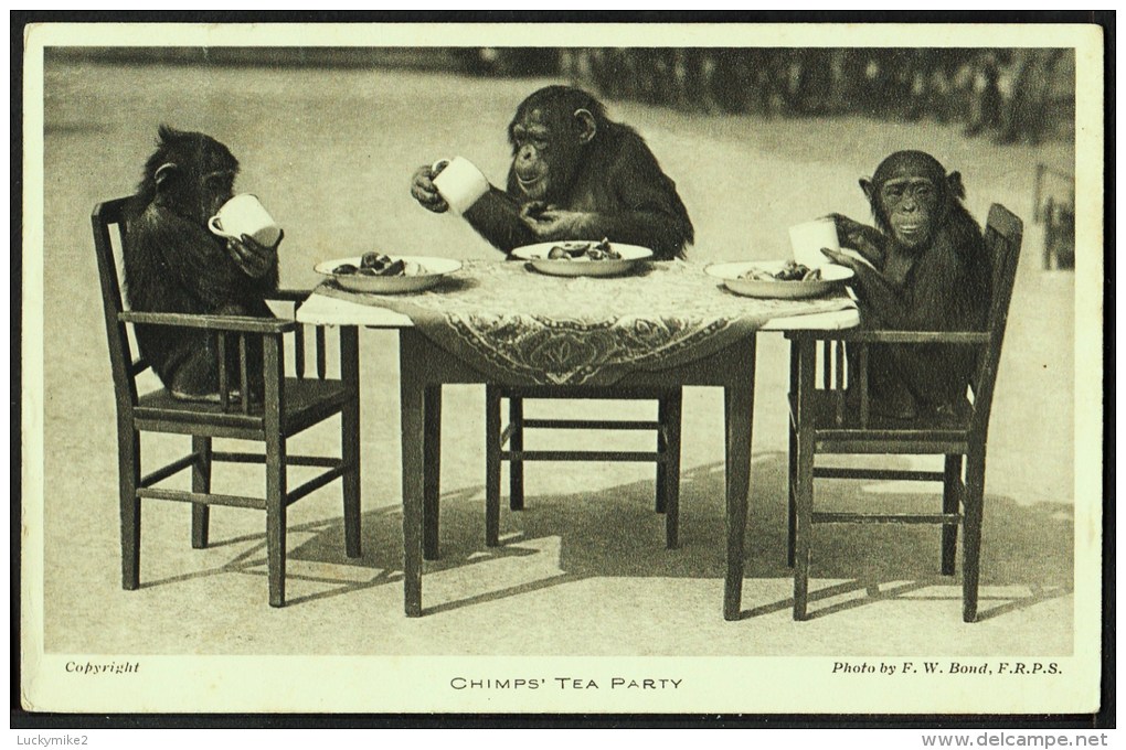 "Chimps Tea Party",   Photographed By 'F W Bond',   C1940. - Monkeys