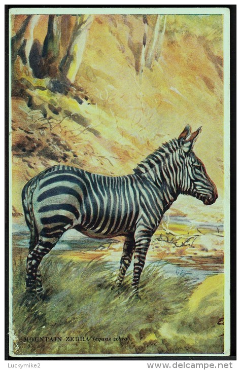 "Mountain Zebra",  Posted 1959. - Zebra's