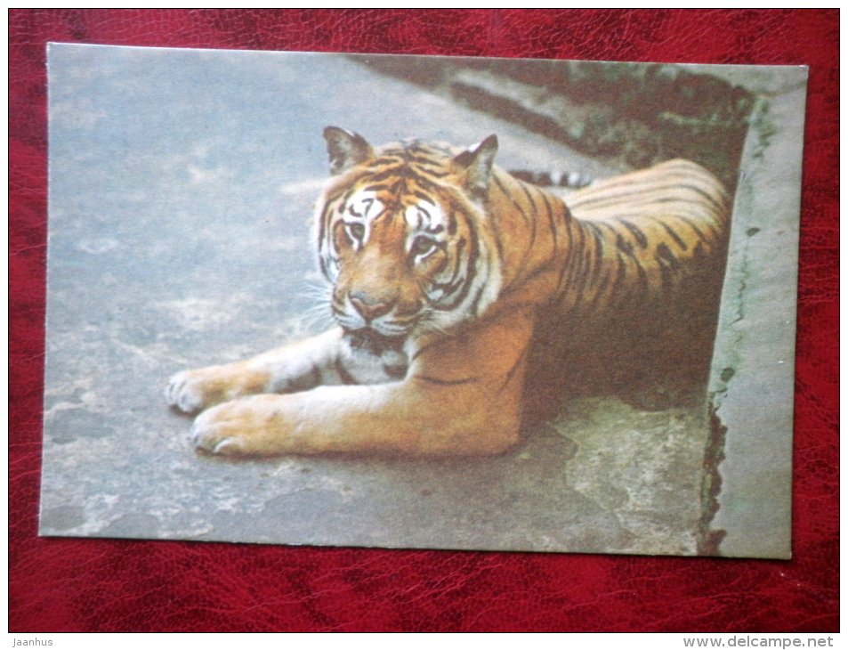 Bengal Tiger - Panthera Tigris Tigris - Riga Zoo - Animals - 1980 - Latvia USSR - Unused - Tiger