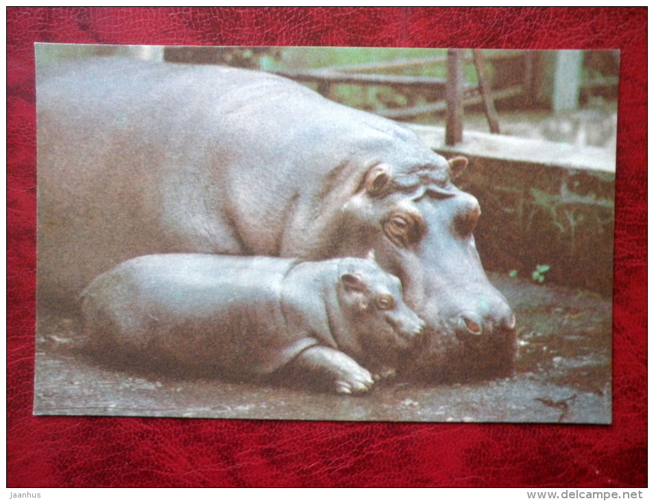 Hippopotamus - Riga Zoo - Animals - 1980 - Latvia USSR - Unused - Hippopotames
