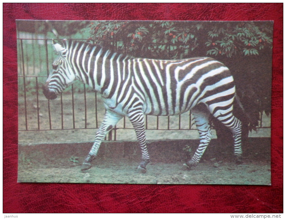 Grant's Zebra - Equus Quagga Boehmi - Riga Zoo - Animals - 1980 - Latvia USSR - Unused - Zèbres