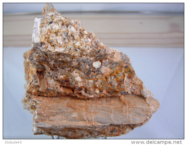 VEGETAUX FOSSILES SUR ARKOSE TERTIAIRE 7 X 6,5 CM LE MALZIEU - Fossilien