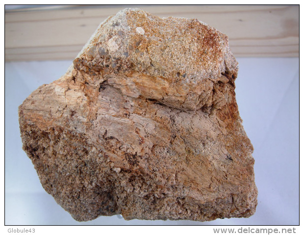 VEGETAUX FOSSILES SUR ARKOSE TERTIAIRE 11 X 10, CM LE MALZIEU - Fossielen