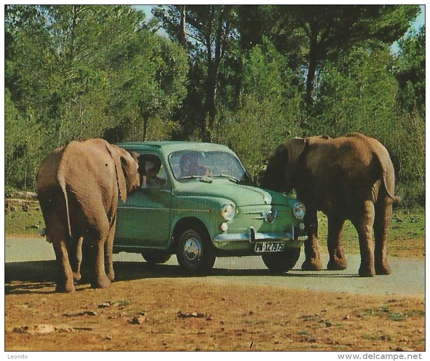 AUT & FOTO SAFARI RUHE Mallorca Elefente Con Coche Elephants With Car Sessalines Baleares - Elefantes