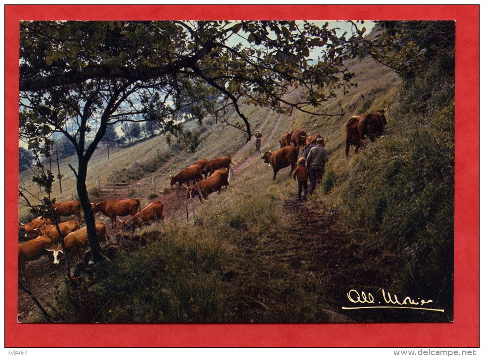 * PRESTIGE DE LA TERRE-1023-Sur Les Pentes(Troupeau De Vaches)-Les Photographies Albert MONIER - Monier