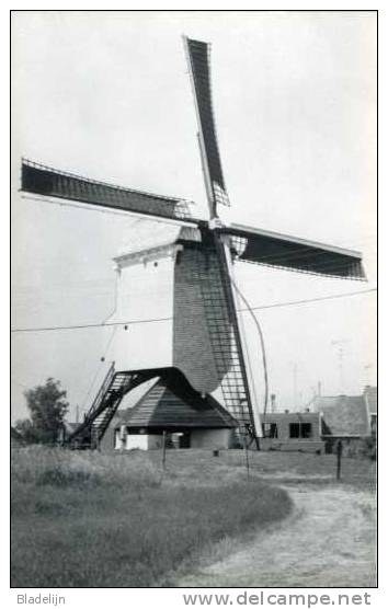 MEERHOUT (Antw.) - Molen/moulin - De Prinskensmolen In 1983 Tijdens Het Opzeilen, Kort Na De Restauratie. - Meerhout