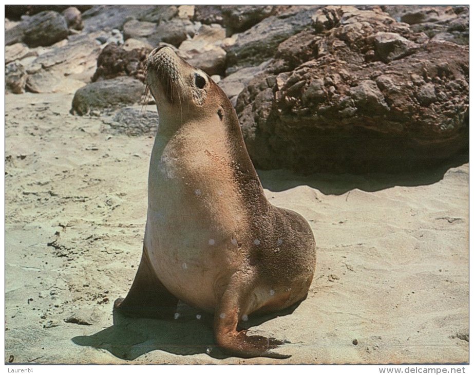 (304) Australia - SA - Sea Lion Or Australian Seal - Kangaroo Islands