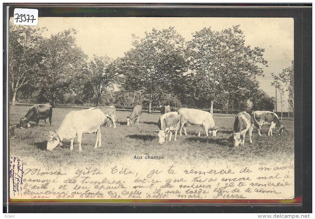 VACHES AUX CHAMPS - TB - Cham