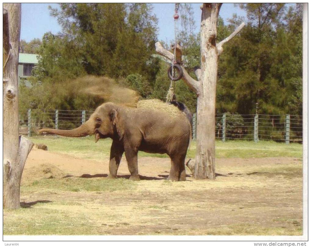 1 X World Aninmal Postcard - 1 Carte Postale D´animal Du Monde - Asian Elephant - Éléphants