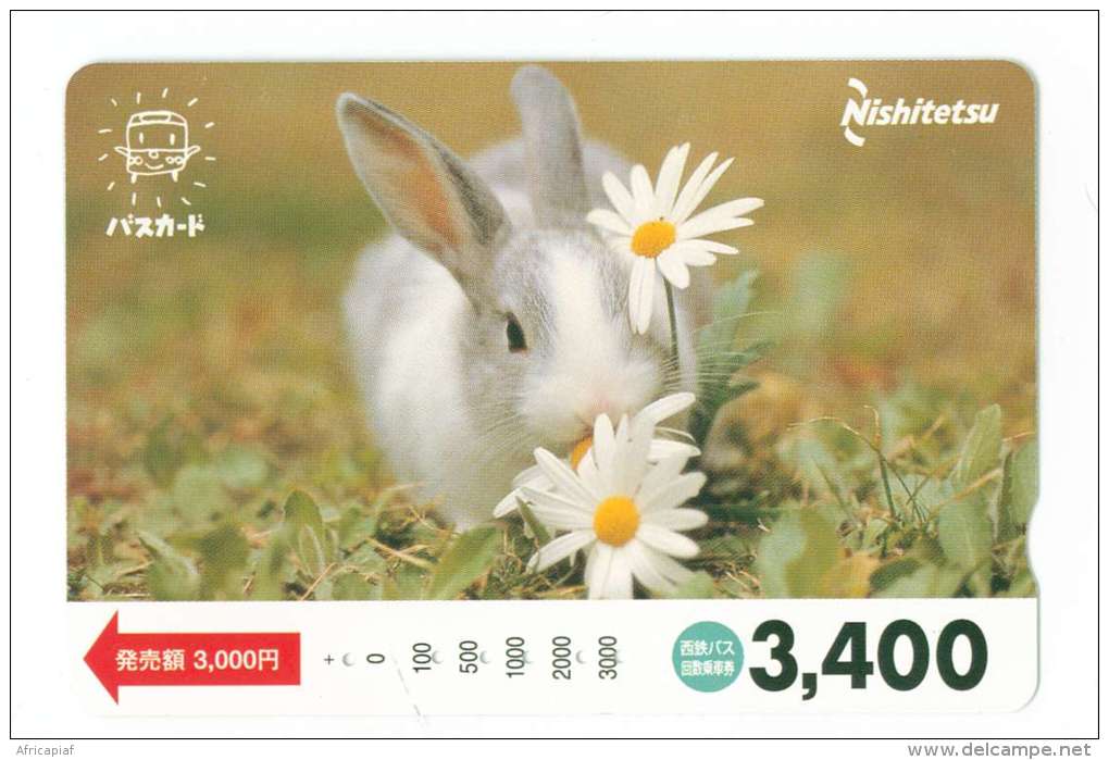 JAPON  LAPIN - Rabbits