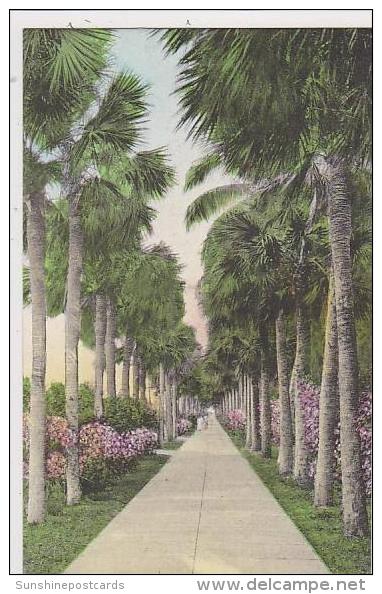 Florida Palm Beach Palm Walk To The Breakers - Palm Beach