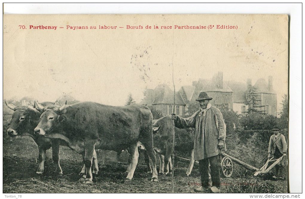 PARTHENAY  -  PAYSANS AU LABOUR  -  BOEUFS DE LA RACE PARTHENAISE - Parthenay