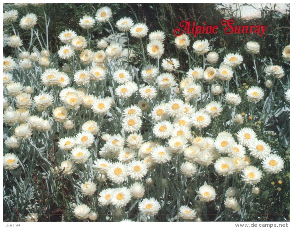 (999) Australia - NSW - Alpine Flowers - Outback