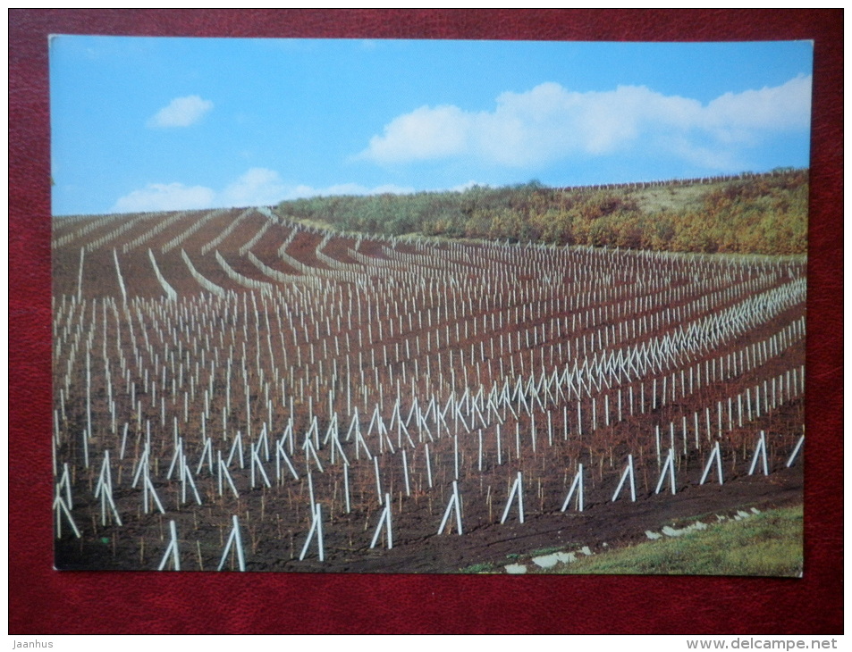 Vineyard Drawing - 1975 - Moldova USSR - Unused - Moldavië