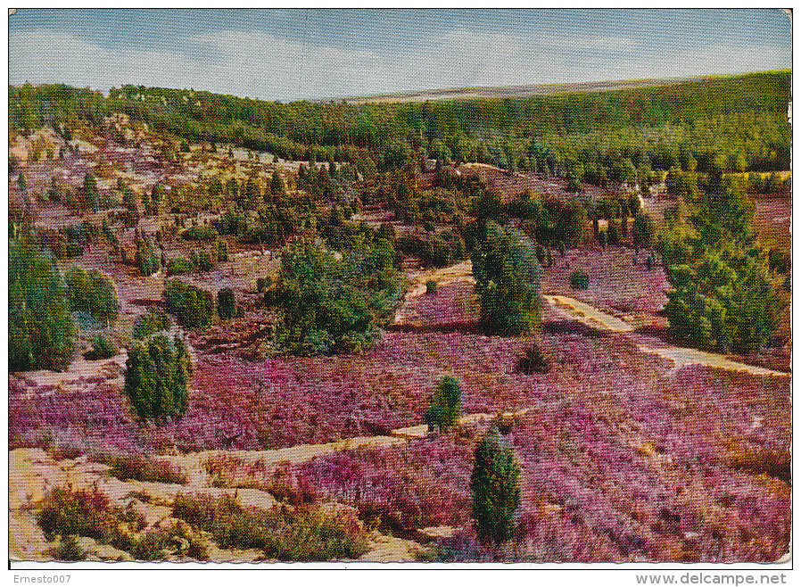 PK-CP Deutschland, Lüneburger Heide Im Totengrund, Ungebraucht, Siehe Bilder!*) - Lüneburger Heide