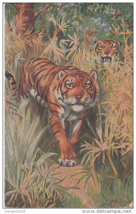 Indian Tiger  Tucks Oilette Post Card # 49323 - Tigers