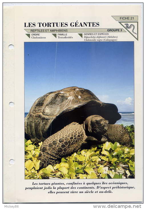 Fiche Double--Les Tortues Géantes-- Fiche Illustrée Documentée --format  170mm X 240 Mm - Animals