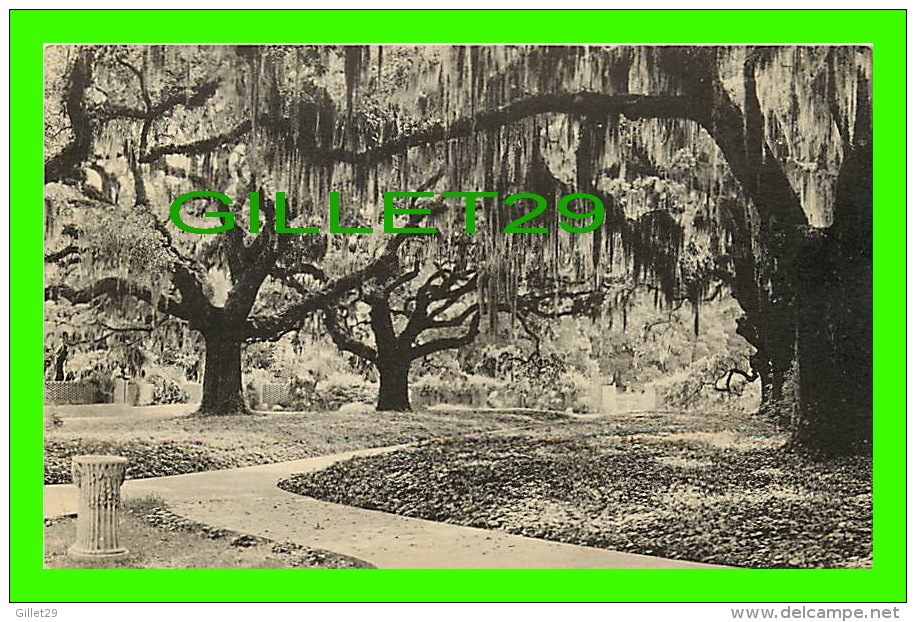 MYRTLE BEACH, SC - BROOKGREEN GARDENS - LIVE OAK WALK - PAWLEYS ISLAND, SC - - Myrtle Beach