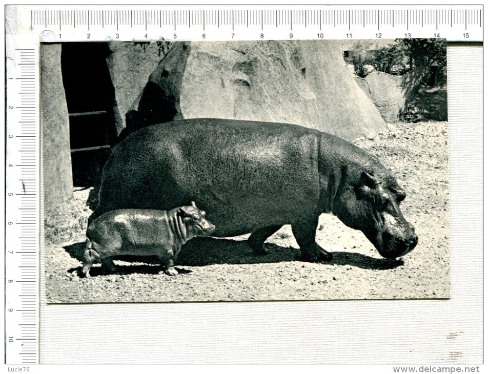 HIPPOPOTAME  Et Son  Petit  - Parc Zoologique Du Bois De Vincennes - Flusspferde