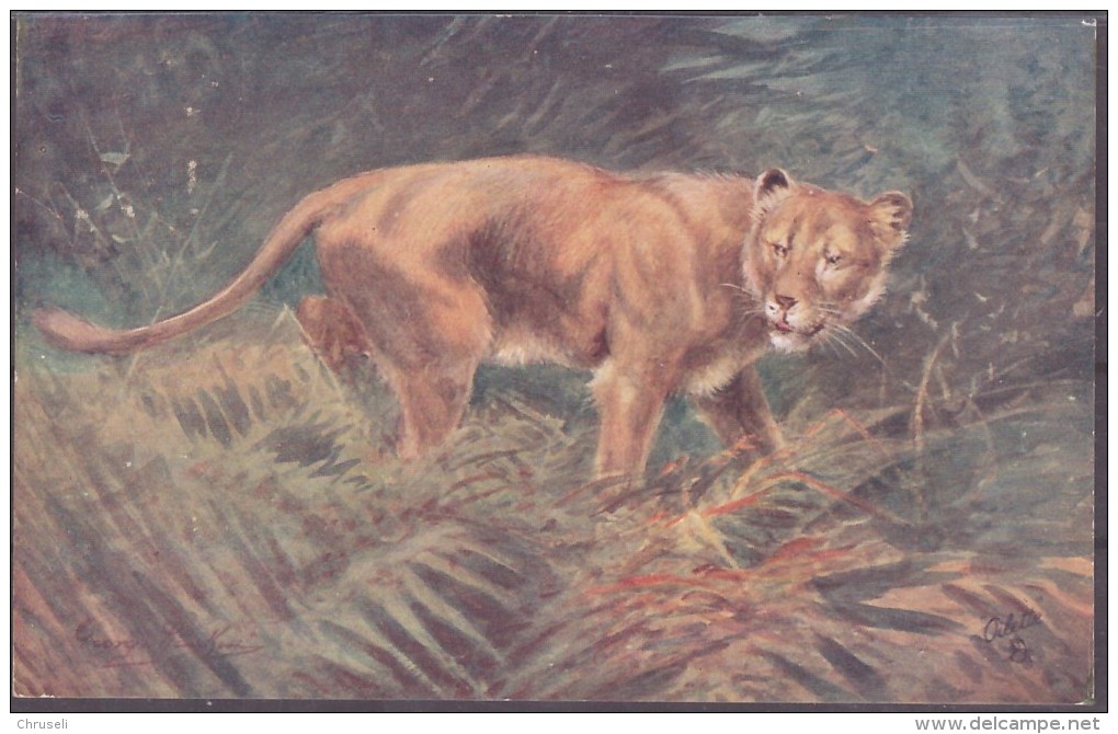 Raphael Tuck Und Sons Oilette Lioness/ Löwe  Wild Animals - Autres & Non Classés