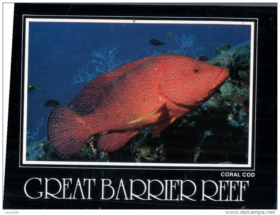 (111) Australia - QLD - Great Barrier Reef Coral Cod - Great Barrier Reef