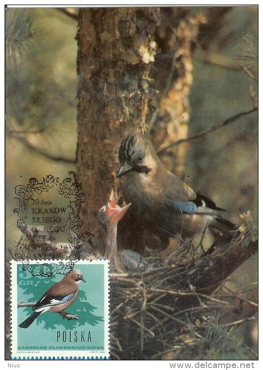 Poland 1980 Canceled In Krakow, Eurasian Jay Bird Birds Fauna - Maximum Cards