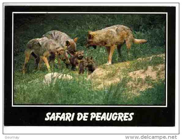 Loup - Les Loups D'europe Et Leurs Petits (Peaugres 07 Safari Parc Haut Vivarais) - Autres & Non Classés