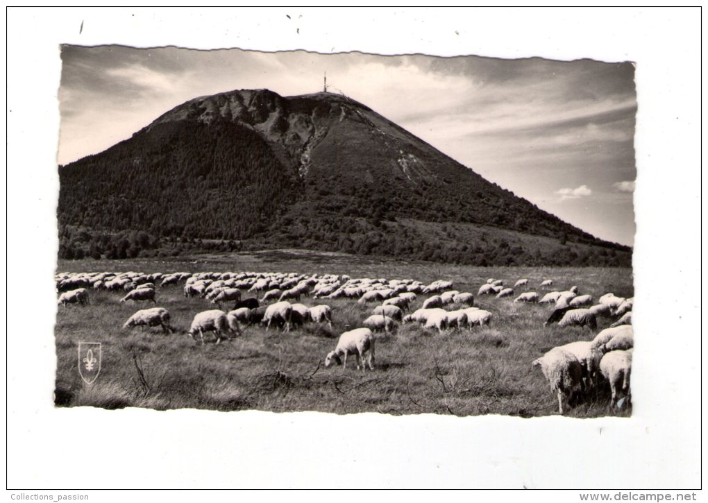 Cp , Agriculture , élevage , LE PUY DE DOME , Montons , Voyagée 1959  , Ed : Lys , 337 - Breeding