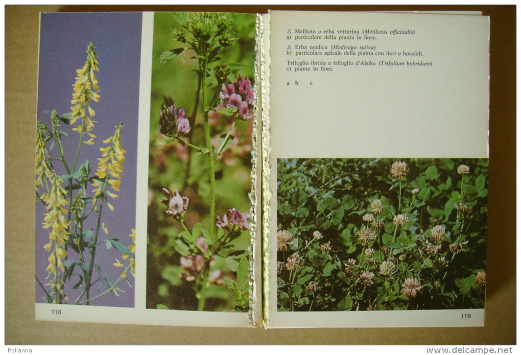 PBS/22 PIANTE VELENOSE Miniverde Gorlich 1973/erbario/botanica - Gardening