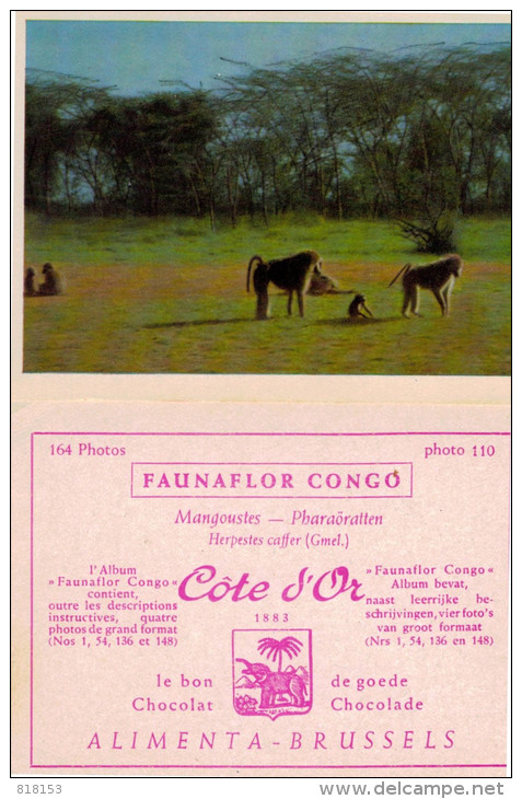 FAUNAFLOR CONGO: 61 Photos 10,7x7,7cm - Côte D'Or