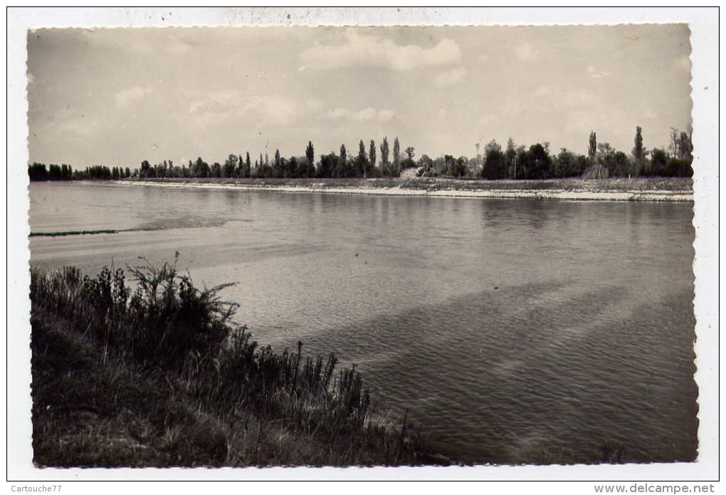 K24 - FESSENHEIM - Le Rhin (1953) - Fessenheim