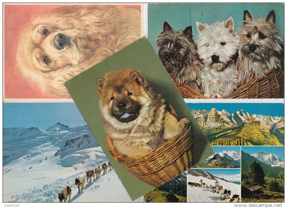 9 POSTCARDS : HOND / DOG / CHIEN / HUND - 5 - 99 Postkaarten