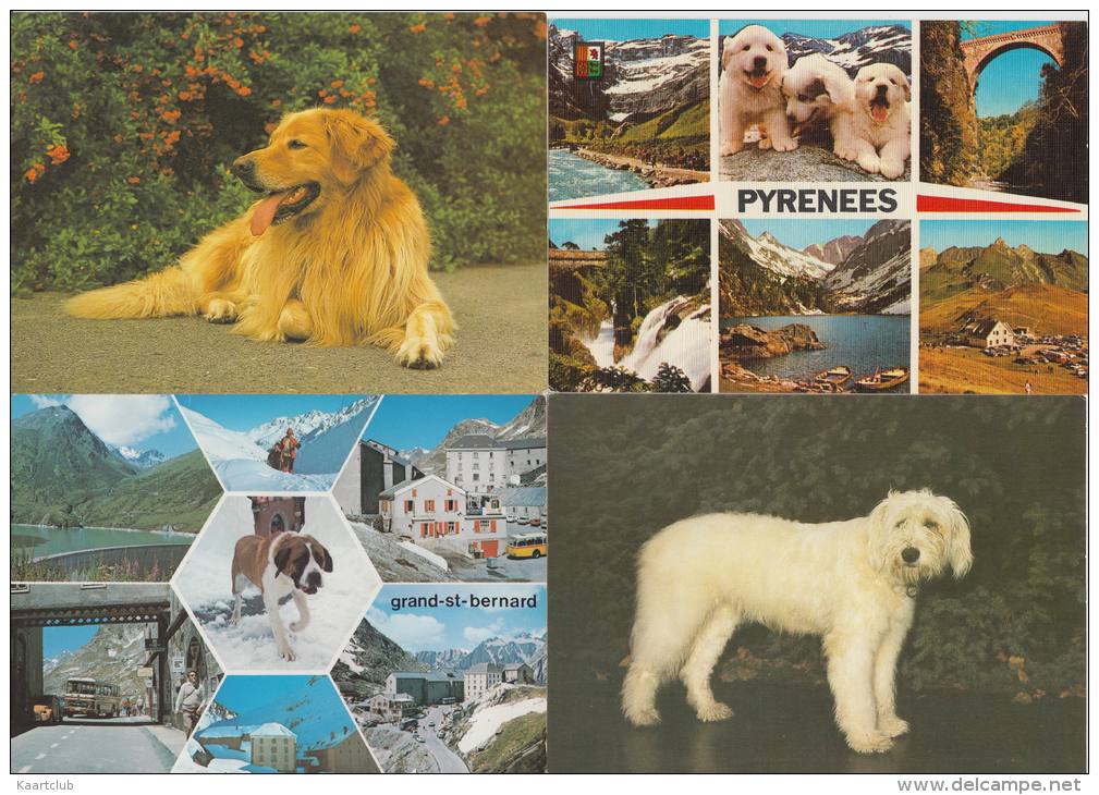 9 POSTCARDS : HOND / DOG / CHIEN / HUND - 5 - 99 Postkaarten