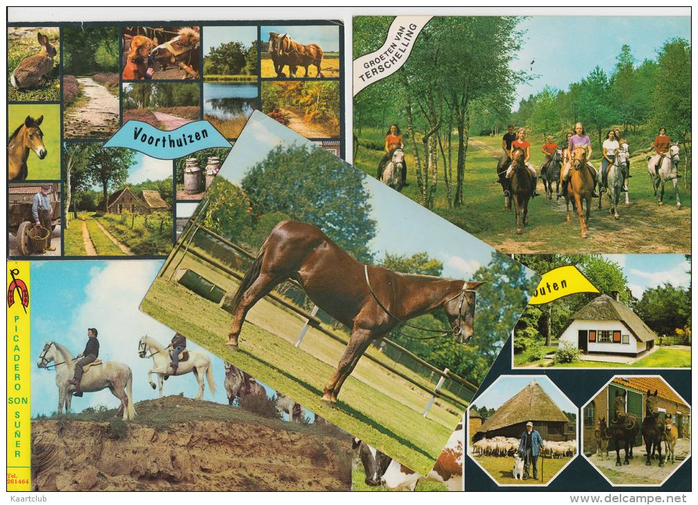 13 POSTCARDS : PFERDE / PAARDEN / CHEVAL / HORSE  (4 Scans) - 5 - 99 Postkaarten