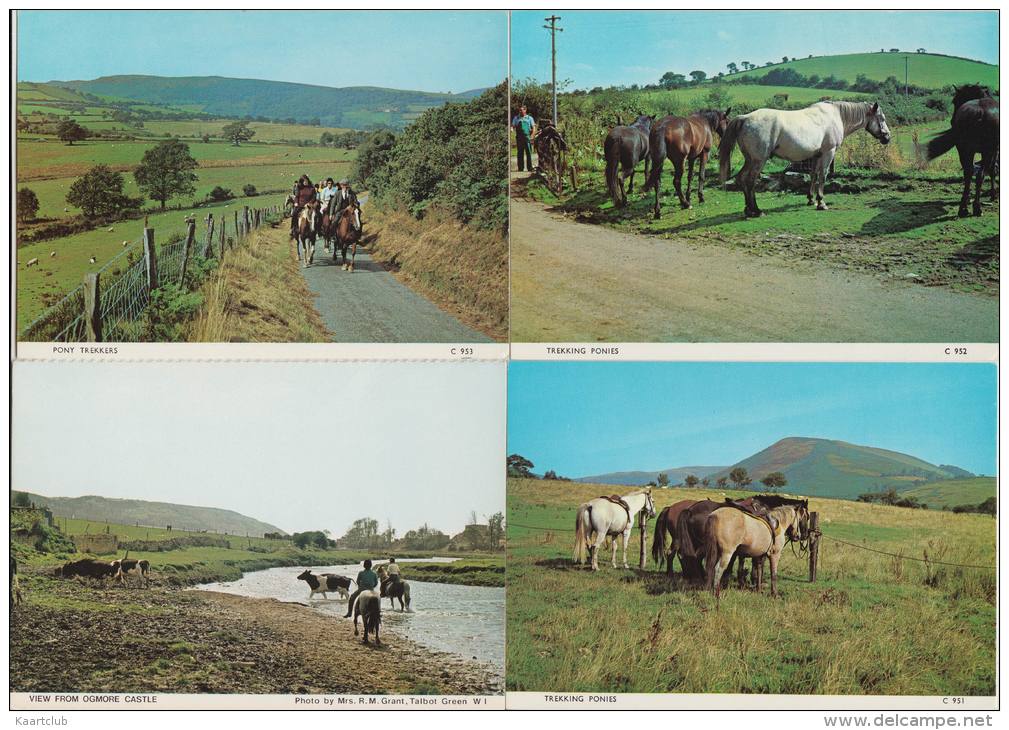 13 POSTCARDS : PFERDE / PAARDEN / CHEVAL / HORSE  (4 Scans) - 5 - 99 Postkaarten