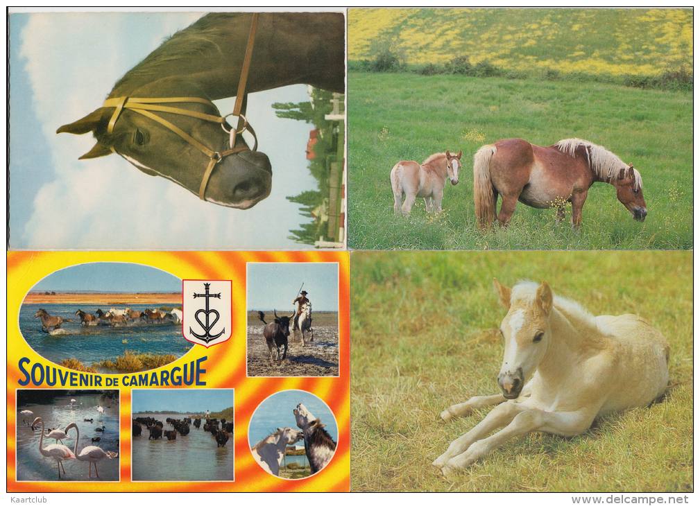 13 POSTCARDS : PFERDE / PAARDEN / CHEVAL / HORSE  (4 Scans) - 5 - 99 Postcards