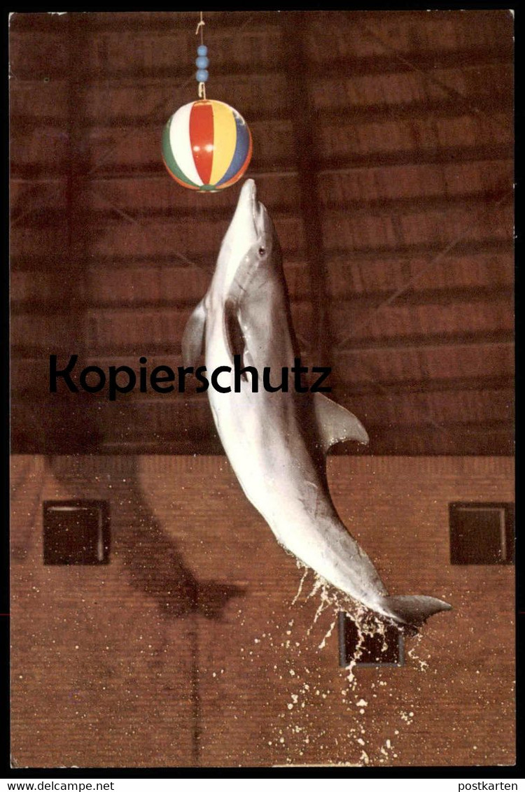 POSTKARTE DELPHINARIUM MÜNSTER WESTFALEN ALLWETTERZOO Delphin-Show Delphine Delfine Delfin Dolphin Dauphin Tierpark Zoo - Dauphins