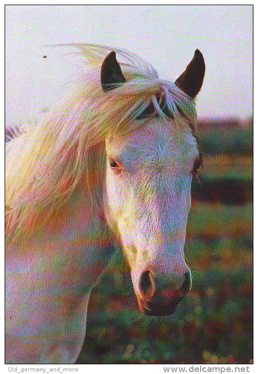 Welsh Mountain Palomino - Pferde