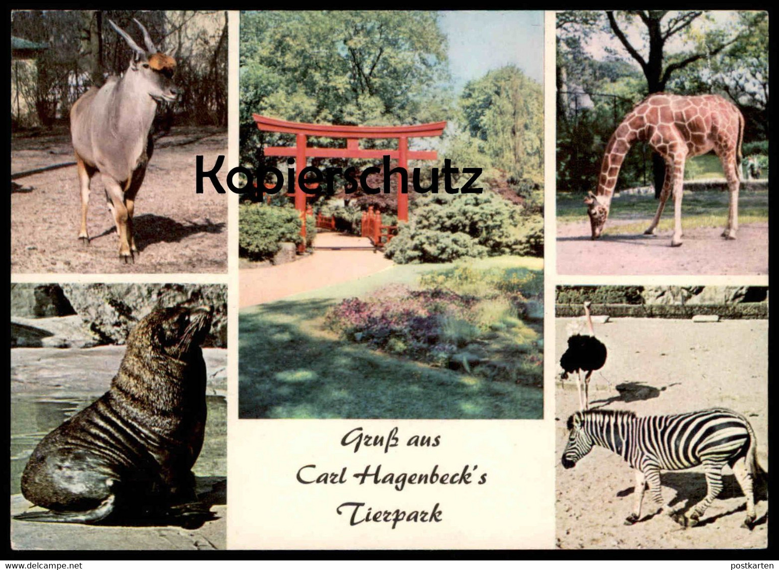 POSTKARTE GRUSS AUS CARL HAGENBECK'S TIERPARK HAMBURG STELLINGEN ZOO ZEBRA STRAUSS GIRAFFE SEELÖWE Jardin Zoologique - Zebras