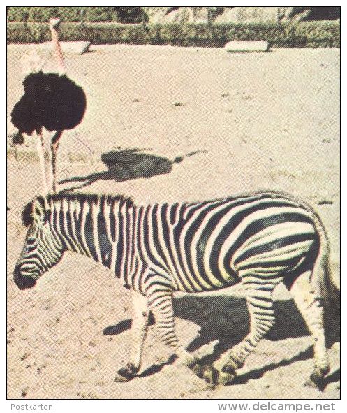 POSTKARTE GRUSS AUS CARL HAGENBECK'S TIERPARK HAMBURG STELLINGEN ZOO ZEBRA STRAUSS GIRAFFE SEELÖWE Jardin Zoologique - Zebre